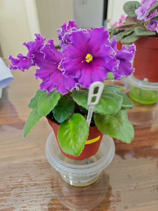 Продаются цветы - Фиалки