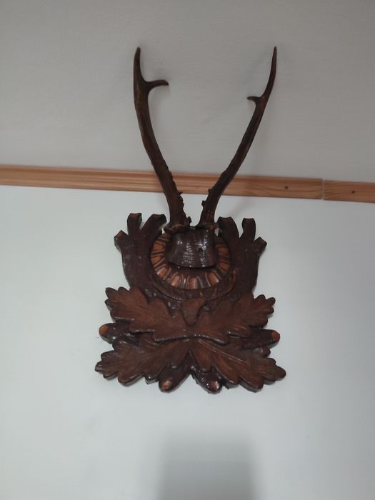 Trofee cerb foarte vechi