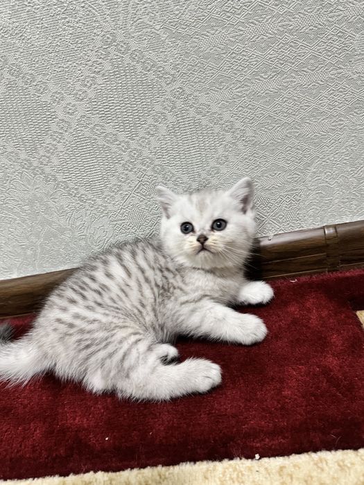 Шиншилла сотилади