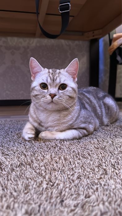 Вязка Скоттиш-страйт