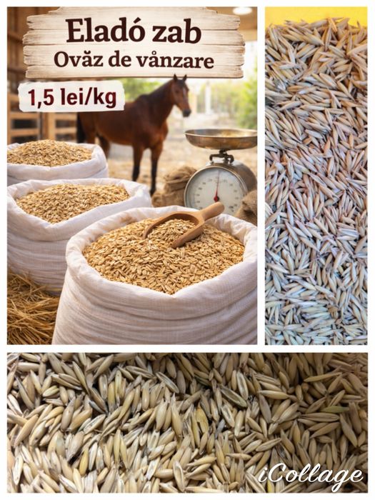 Ovaz de vanzare, Zab elado