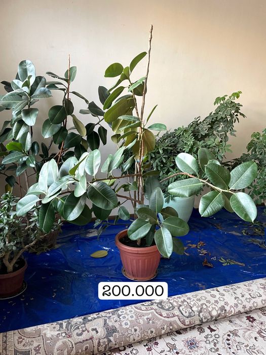 Гуллар сотилади Срочно !