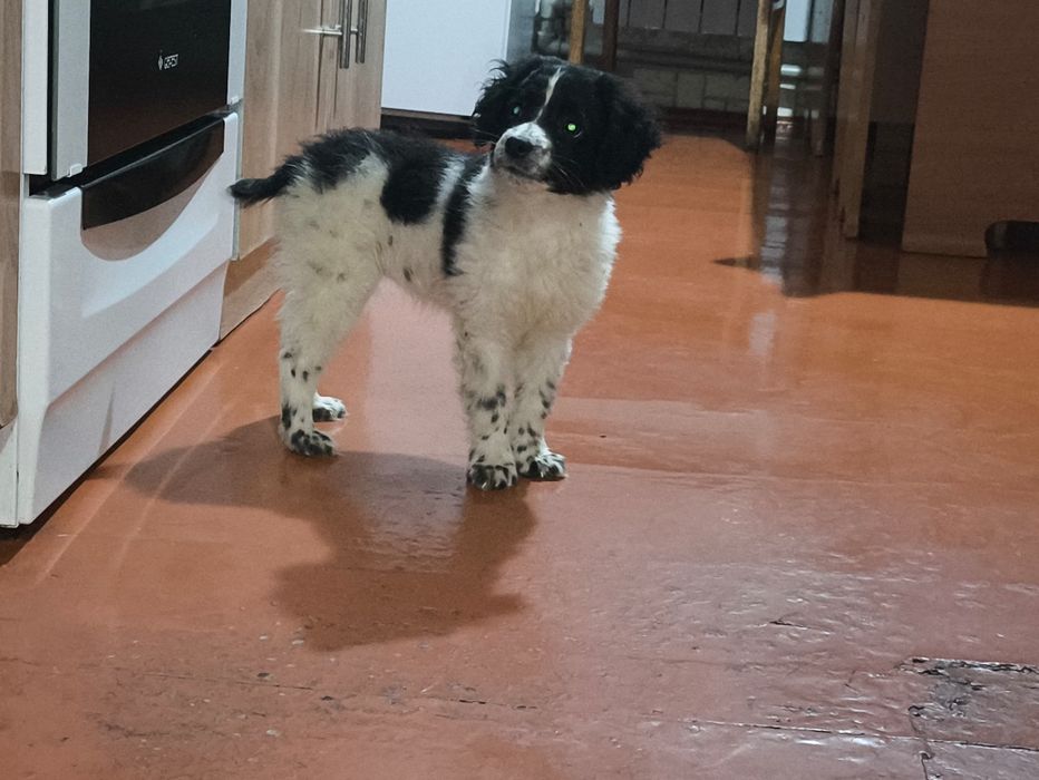 Щенок спаниеля 1 месяц