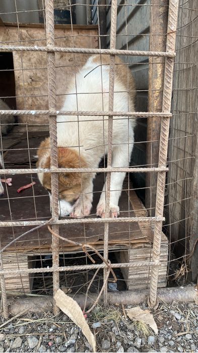 Продается щенка алабая