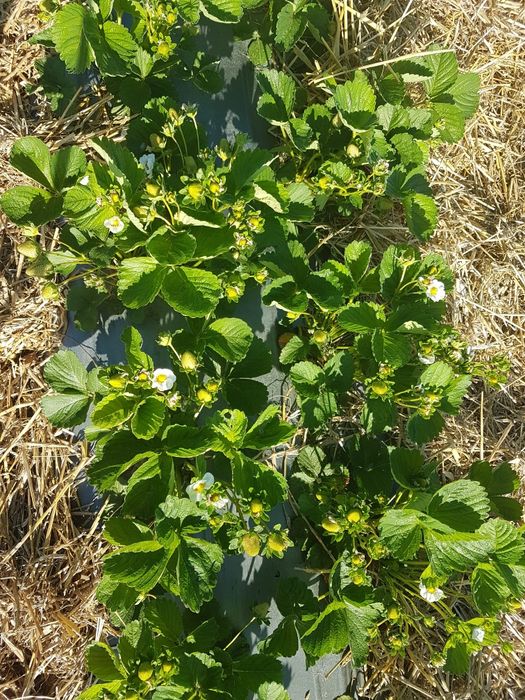 Stoloni capsuni ALBION,unifere Asia darselect