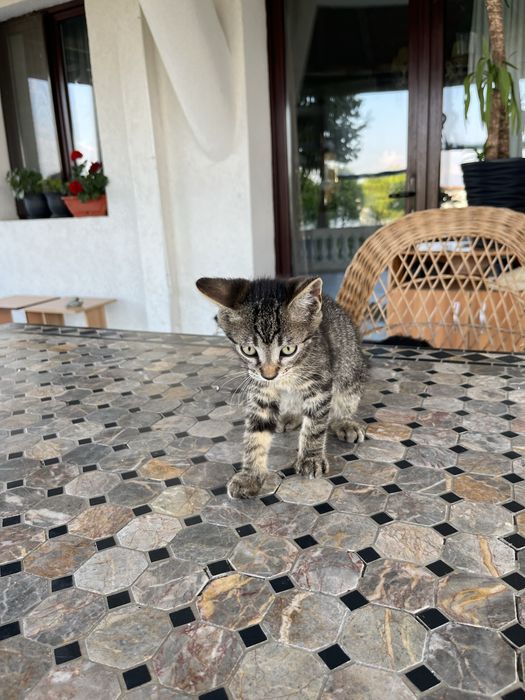 4 Pui de pisica spre adoptie
