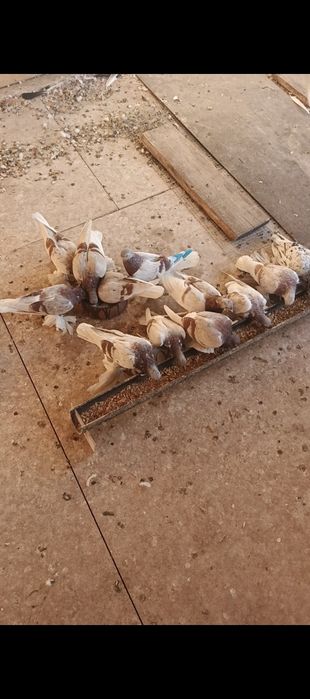 Голуби сиреневые