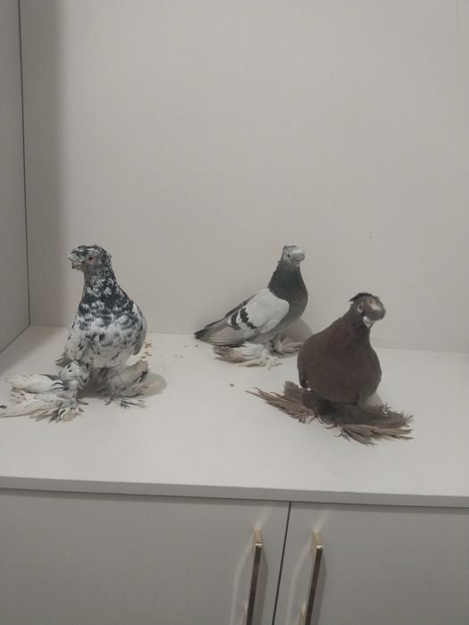 Голубы двухшубые