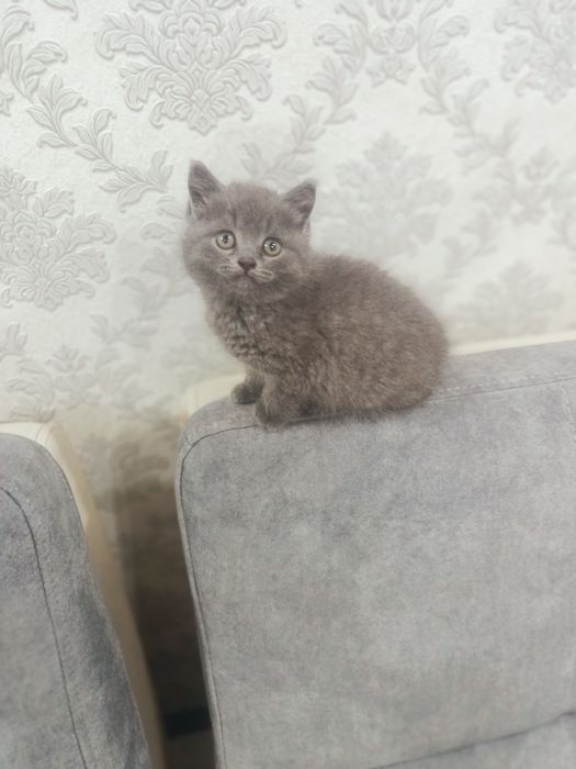 Котята британские