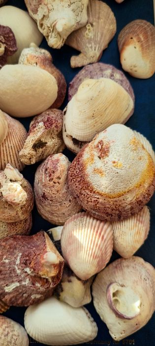 Ракушки и береговые палочки