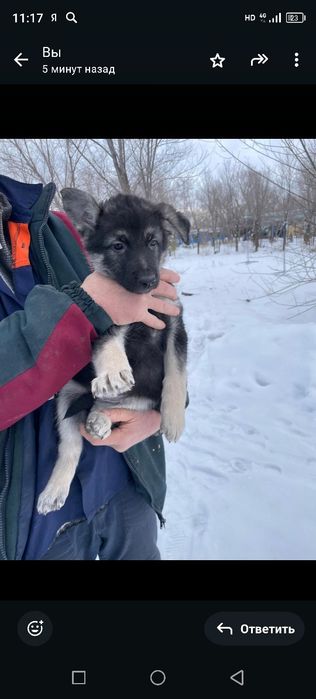 Продам щенков ВЕО