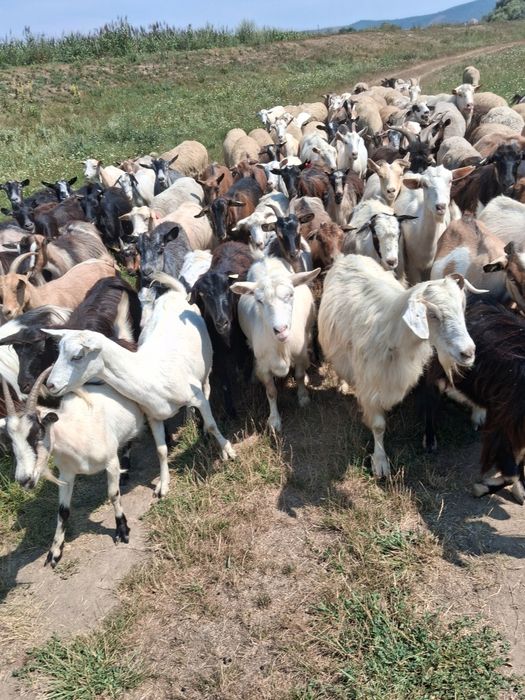 Vând 40 de capre foarte bune de lapte.Se pot vedea,mai multe detalii la numarul de telefon:0731891703