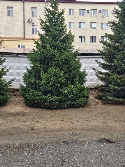 Газон автополив озеленение ель