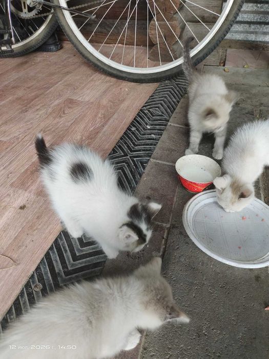 Отдам маленьких котят