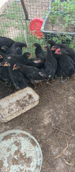 Продам молодых цыплят