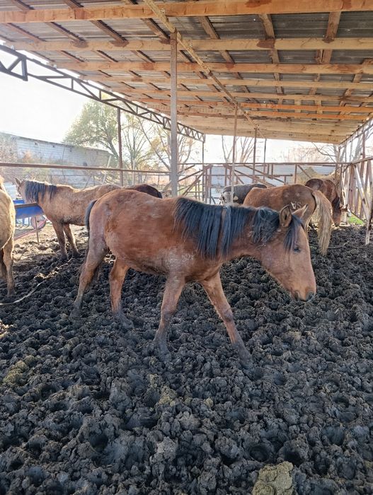 Жылкы . Соғым.Байтал. Тай!