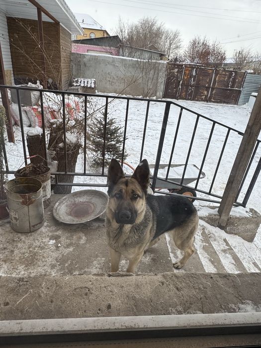 Продам восточно европейскую овчарку