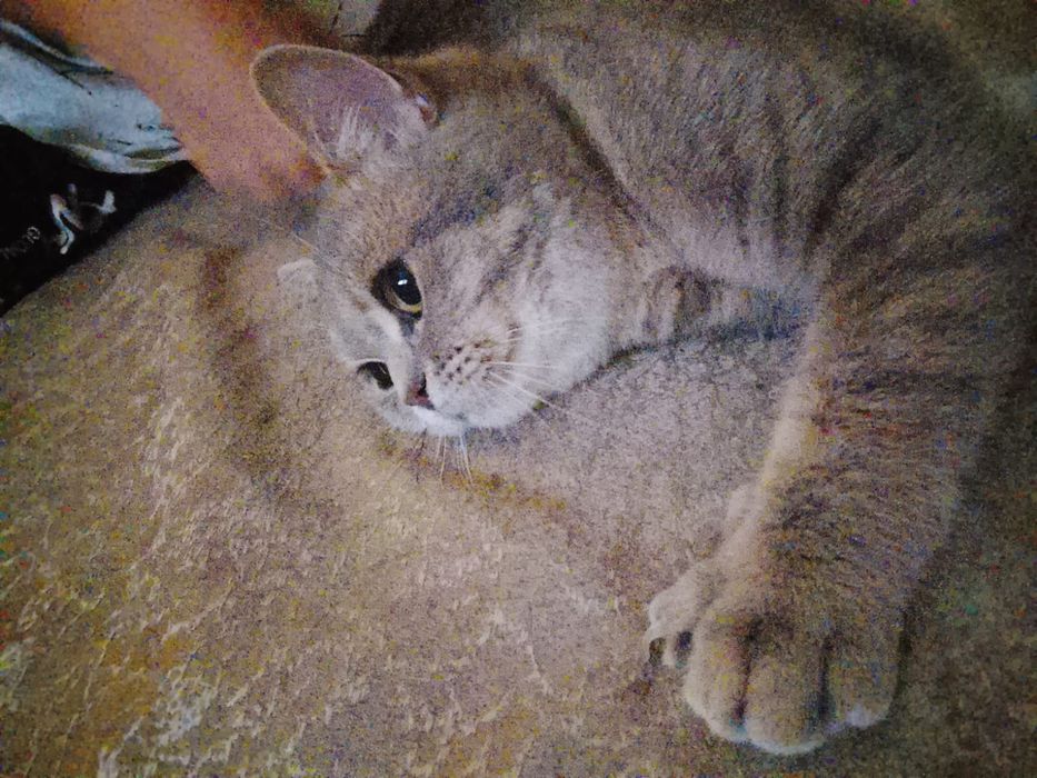 Кот смесь британца и шиншиллы