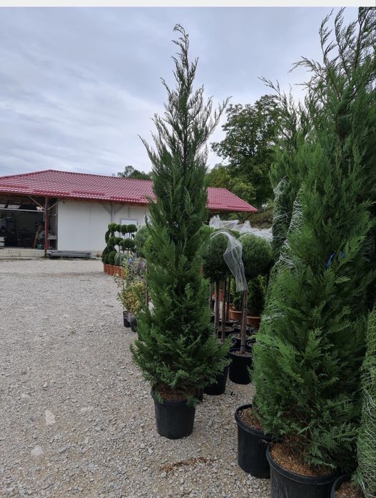 Tuia Leylandii Cupressus ideal pentru gard viu