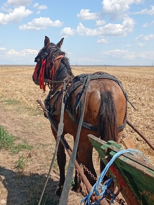 Manz semigreu un an și 3 luni