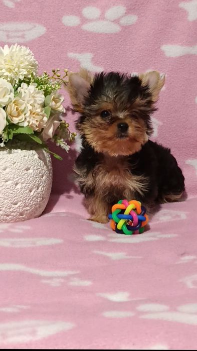 Мини Йоркширски териер момчета