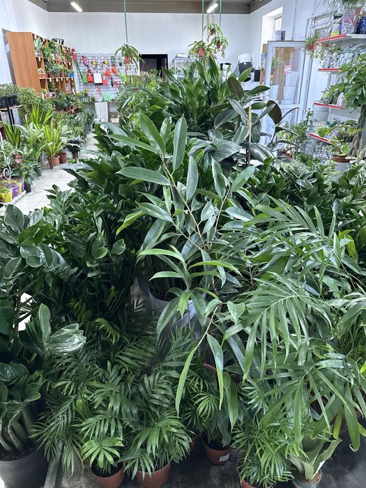 Комнатные растения - озеленение