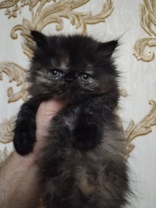 Персидские котята зксрималы