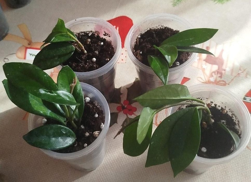 Продажа цветов хойя, алоказии и др.