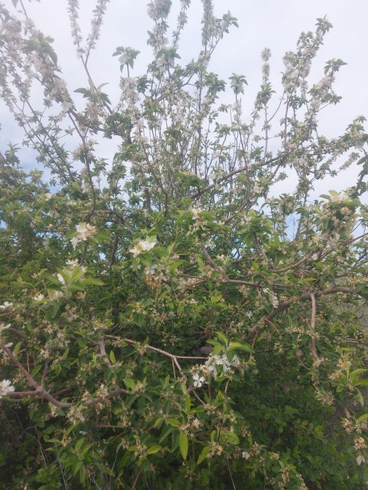 Рассада клубники