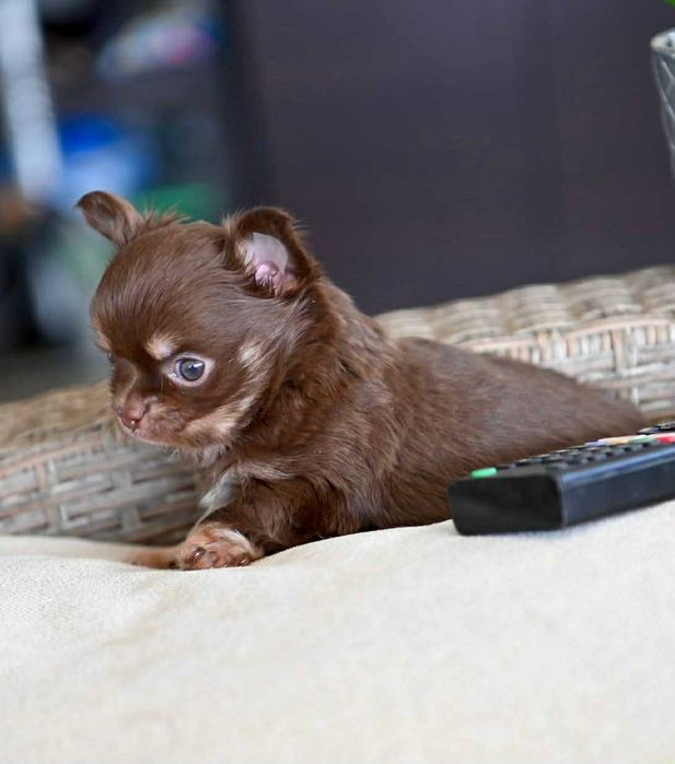 Мъжко миниатюрно дългокосместо чихуахуа шоколадов тен