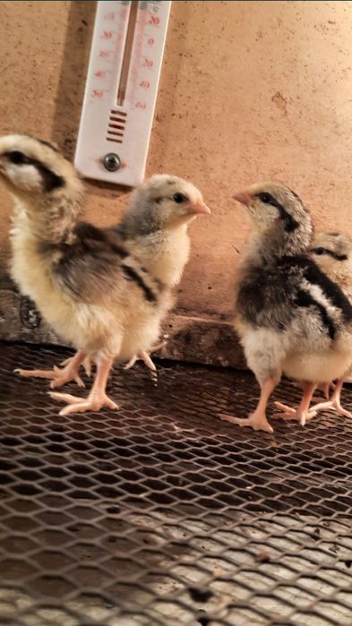 Цыплята, птицы, куры