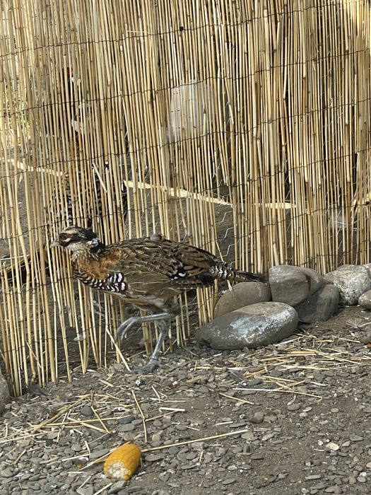 Fazani regali tineri