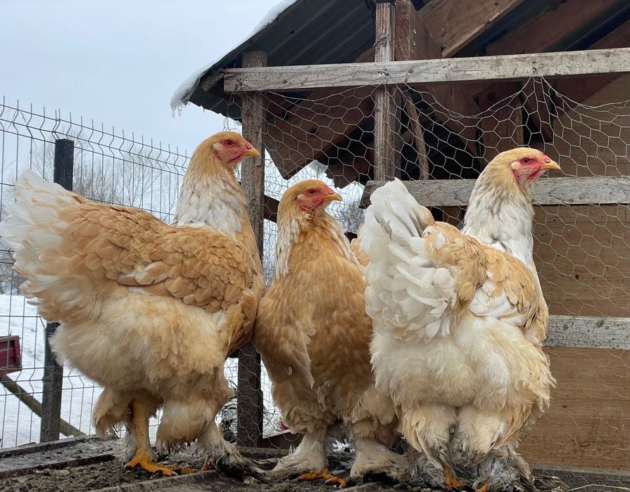 Oua de Incubat Curca Red Bourbone, Gâscă Americană, GSG, Brahma Lemon