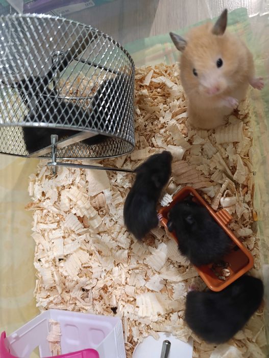 Подарявам хамстери