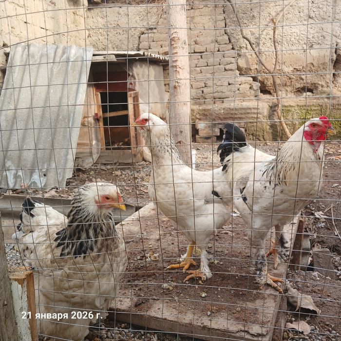 Товуклар брама..