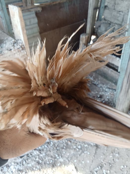 Продам голубей хороших