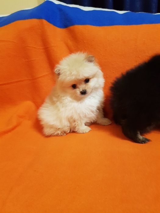 Померан померанчета