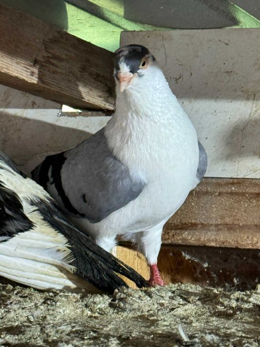 Vand porumbei jucatori de Galati, Galateni,