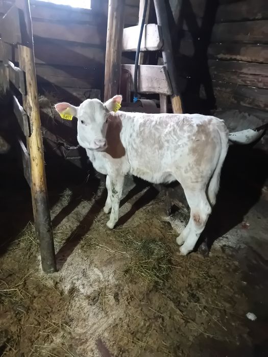 Vand doua vitele Pojorâta jud.Suceava