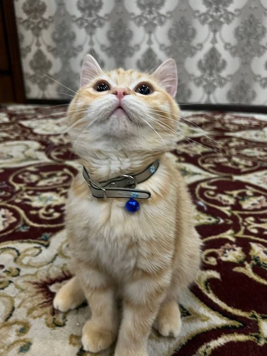 Sotiladi 800ming toza britan