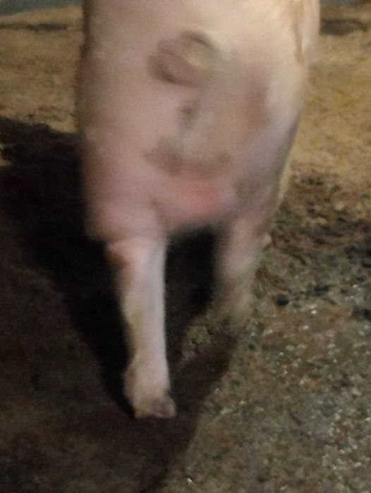 Продам кабана производителя