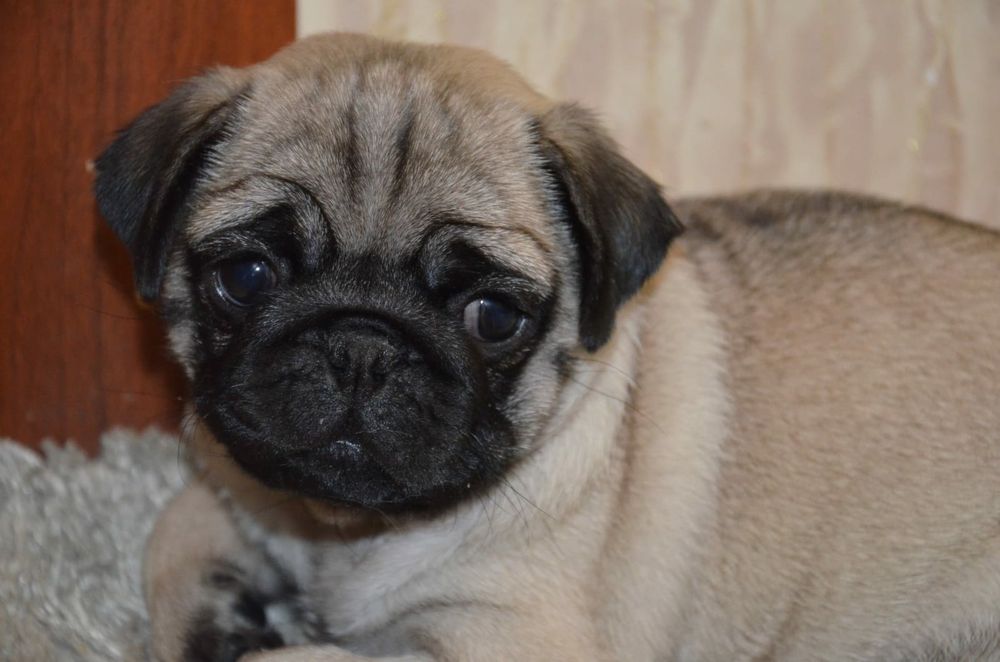 Продам щенков мопса