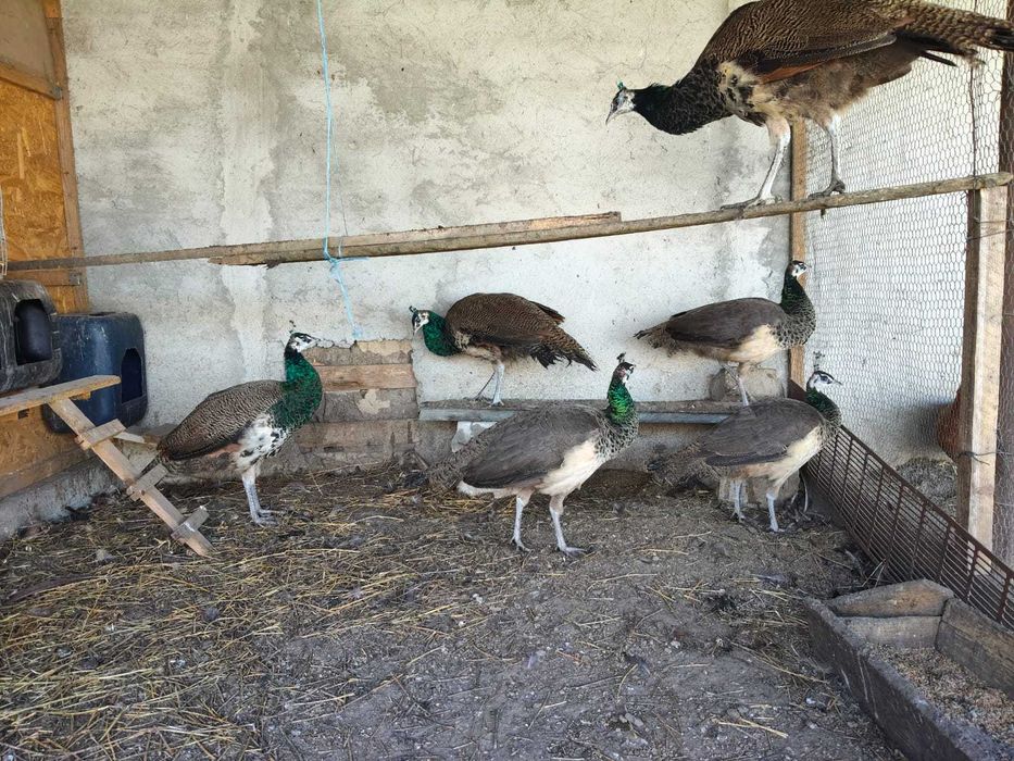 Animale de companie și pasari