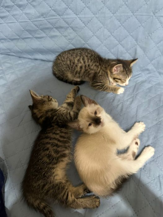 Отдам бесплатно котят