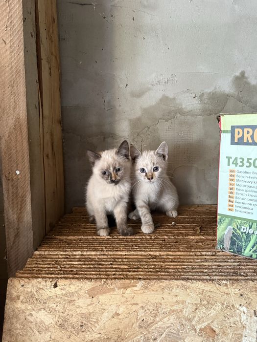 Ofer spre adopție pisicuță și motănel jucăuși