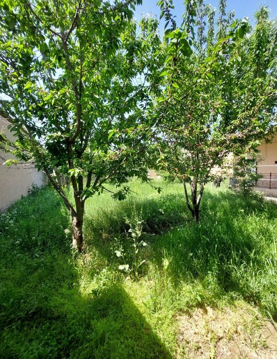 Кибрай тумани Дӯрмон Қ.Ф.Й.  Янги Арғин маҳалласи 4 хона 7,5 сот .