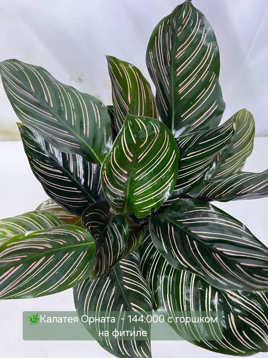 Хойя, Калатея, Антуриум и др