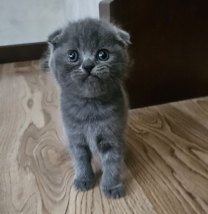 Scottish fold мальчик 2 месяц