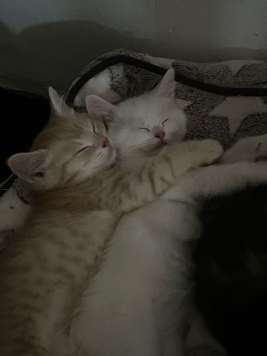 котята шиншилла 2 месяца