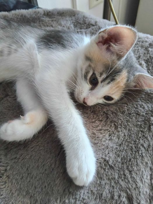 Домашно женско котенце на 2 месеца търси дом